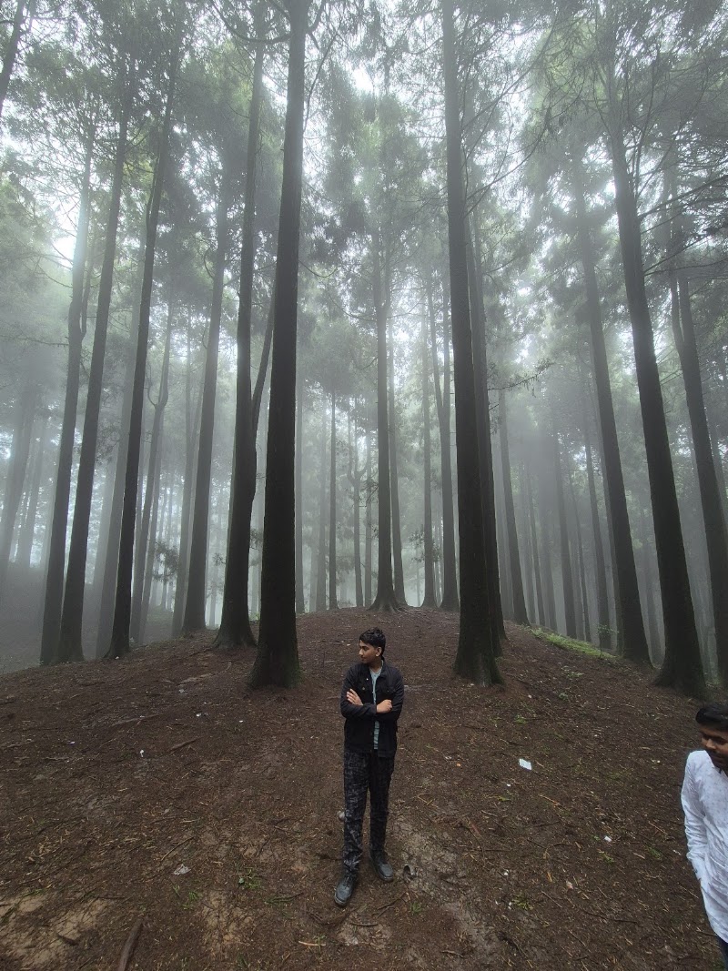Pine tree forest - Pine tree forest 256P+H3, Ghoom Pahar Forest, West Bengal 734221, India