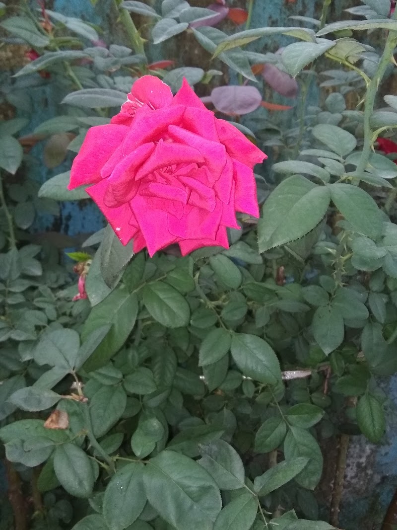 Pragati Nagar Park - Pragati Nagar Park, p.n park, Pragati Nagar, Beltikri, Chhattisgarh 495452, India