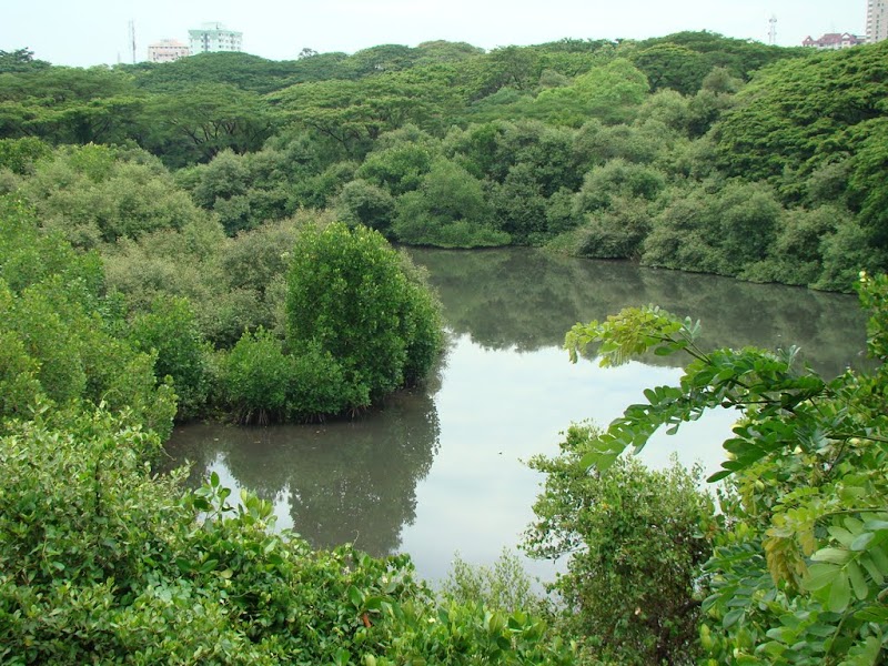 Mangalavanam Bird Sanctuary - Mangalavanam Bird Sanctuary High Ct Rd, Marine Drive, Kochi, Kerala 682018, India