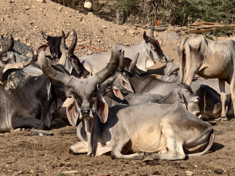Kutch Adventures India (a.k.a. Desert Adventures Kutch) - Kutch Adventures India (a.k.a. Desert Adventures Kutch), Rotary Colony, Ravalwadi Relocation Site, D 109, near Engineering College Road, Rotary Nagar, Bhuj, Gujarat 370001, India