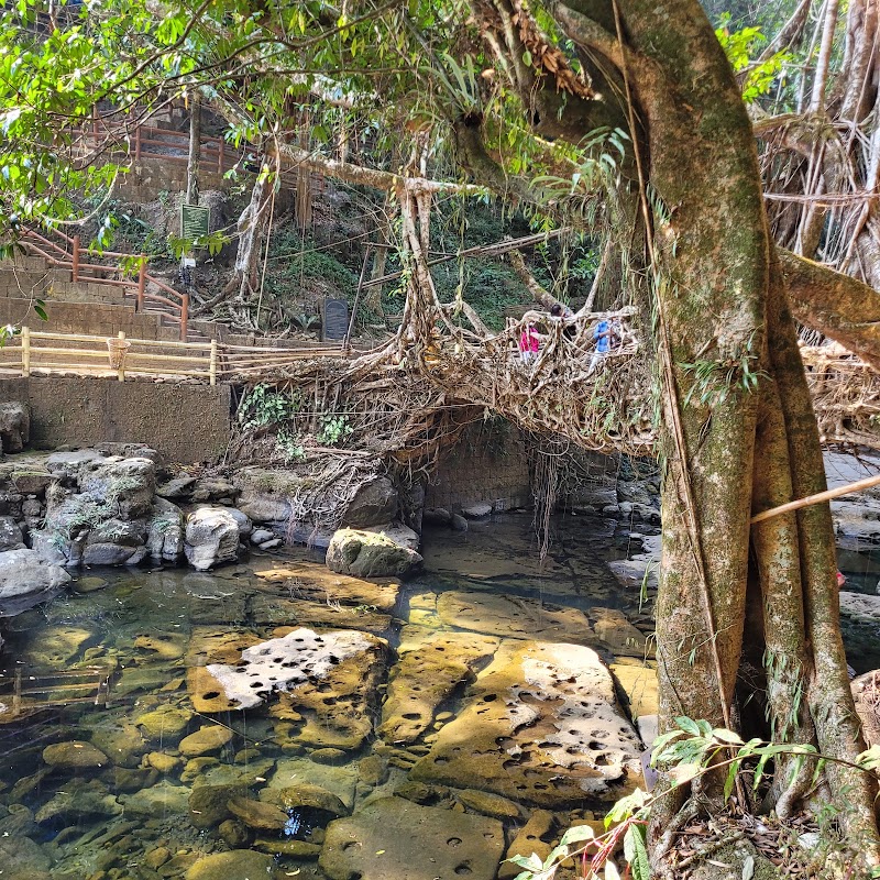 Living root bridge - Living root bridge 62HJ+5HP, Unnamed Road, Mawlynnong, Meghalaya 793161, India