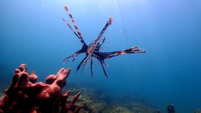 The Dive Ao Nang - The Dive Ao Nang 372, 3, Tambon Ao Nang, Muang, Chang Wat Krabi 81180, Thailand