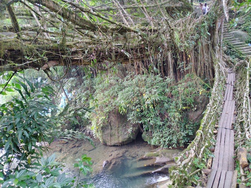 Double Decker Living Root Bridge Meghalaya - Double Decker Living Root Bridge Meghalaya 7M2C+GQ5, Nongriat, Meghalaya 793108, India