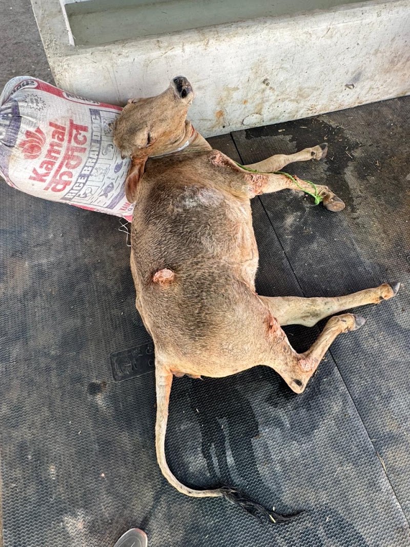 GAU AROGYAM - GAU AROGYAM, Mohara road, bypass, near mohara, Rajnandgaon, Mohara, Chhattisgarh 491441, India