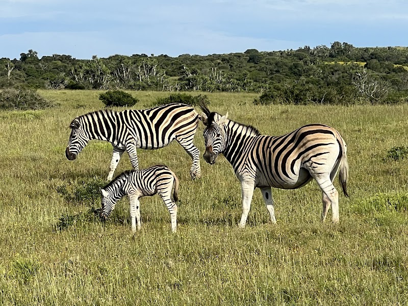 Kariega Game Reserve Eastern Cape - Kariega Game Reserve Eastern Cape, R343, Kenton-on-Sea, 6191, South Africa