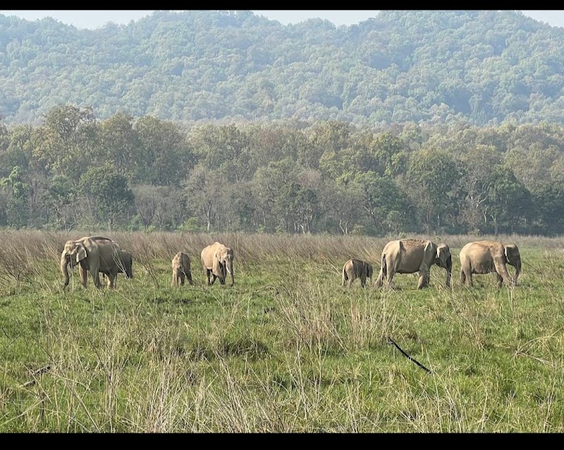 corbett jungle safari advisor - corbett jungle safari advisor telipura road, Jassaganja, Ramnagar, Shivlalpur Khazanchi, Uttarakhand 244715, India