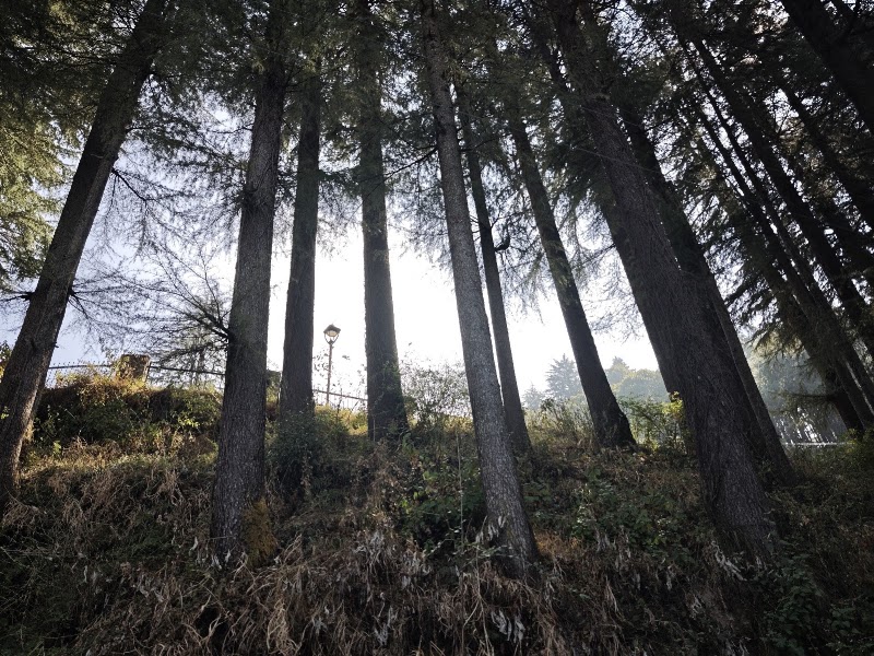 Track to Sitla - Track to Sitla, FJGV+MRJ, Mukteshwar Mahadev Rd, Mukteshwar, Uttarakhand 263138, India