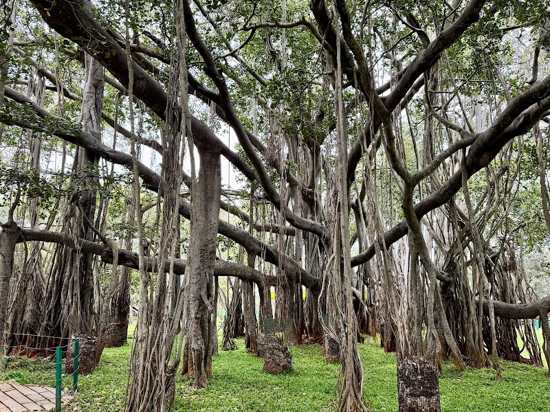 Big Banyan Tree - Big Banyan Tree, 2087, 24th Main Rd, Vanganahalli, 1st Sector, HSR Layout, Bengaluru, Karnataka 560102, India