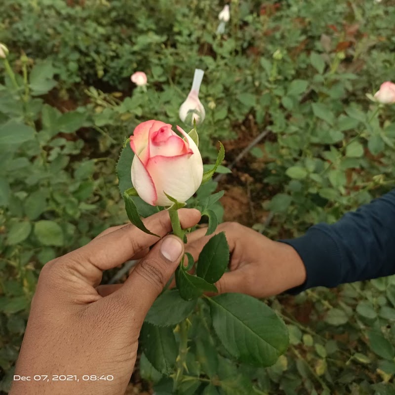 Shreshtha Desi Gau Panchgvya Anusandhan Sansthan - Shreshtha Desi Gau Panchgvya Anusandhan Sansthan, C/o Shyam Prakash Sahu House Number 463, Street 30, Sunder Nagar, Raipur, Chhattisgarh 490042, India