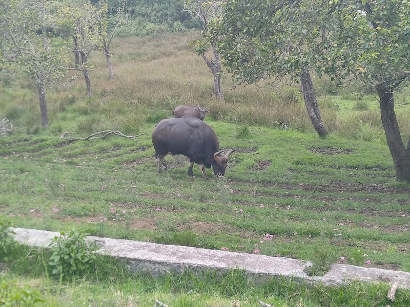 Kurinji Farms - Kurinji Farms 3, Lloyd's Rd, Kodaikanal, Tamil Nadu 624101, India