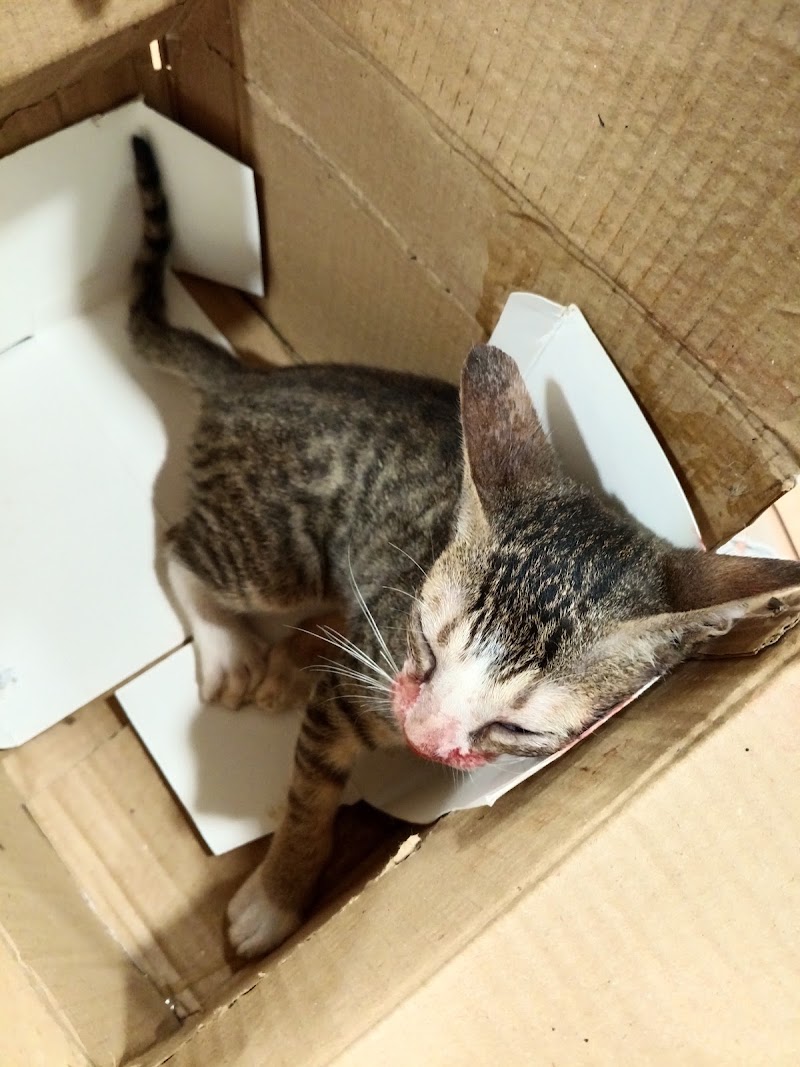 VETCARE PET CLINIC - VETCARE PET CLINIC Vetcare Shop no.110, Chouhan Dream Homes Complex, Nehru Nagar Main Rd, near Hitek Hospital, below SBI bank, Block J, Smriti Nagar, Bhilai, Chhattisgarh 490020, India