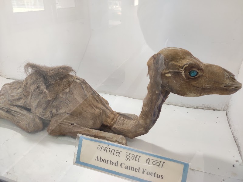 ICAR-National Research Centre on Camel - ICAR-National Research Centre on Camel, Shiv bari Jorbeer, Jodhpur Bypass, Bikaner, Joharbeeri, Rajasthan 334001, India