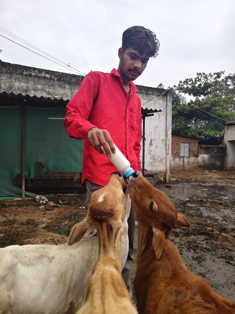 Shree Krishn Gau Seva Dham Kusmunda विश्व हिंदू परिषद बजरंग दल - Shree Krishn Gau Seva Dham Kusmunda विश्व हिंदू परिषद बजरंग दल, Adarsh Nagar, Mangaw, Chhattisgarh 495454, India