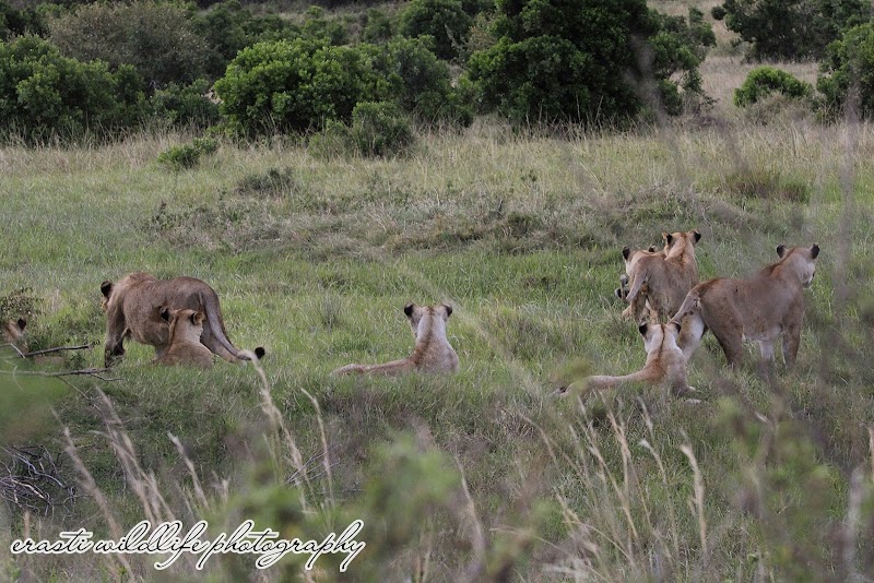 Masai Mara National Reserve Kenya - Masai Mara National Reserve Kenya, Narok, Kenya