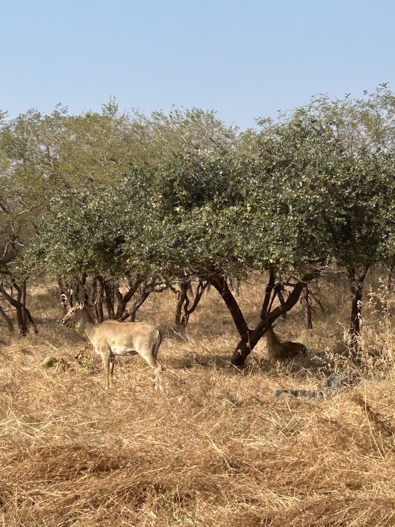 GIR Safari - GIR Safari, Bus Stand, Malia Sasan Rd, near Sasan Gir, Sandhbeda, Gujarat 362260, India