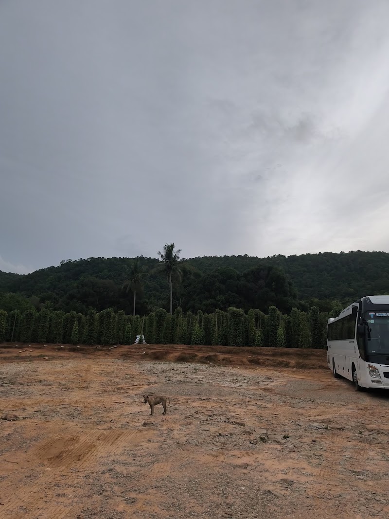 Vườn Tiêu Phú Quốc - Vườn Tiêu Phú Quốc, 6X6M+G64, Phu Quoc, An Giang, Vietnam