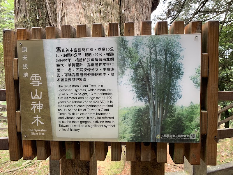 Xueshan Giant Tree - Xueshan Giant Tree, Bo'ai Village, Heping District, Taichung City, Taiwan 424
