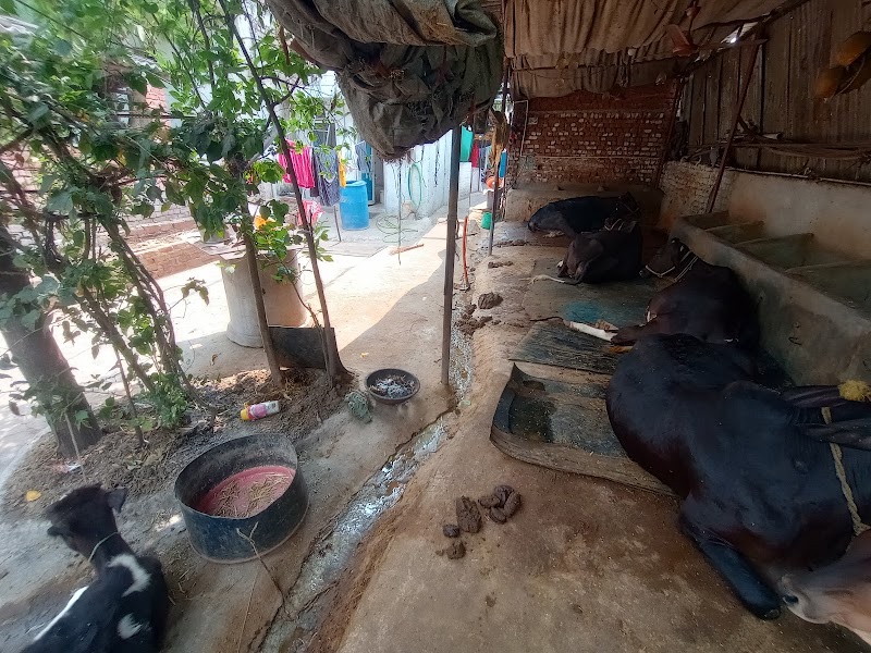 YADAV DAIRY - YADAV DAIRY, st. 03, Hscl colony, Janjgiri, Khursipar, Bhilai, Chhattisgarh 490001, India