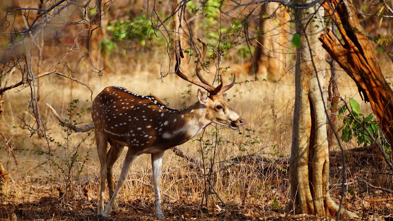 Gomarda Wildlife Sanctuary (ABHYARANYA) - Gomarda Wildlife Sanctuary (ABHYARANYA), C55P+9J8, Chhattisgarh 496445, India