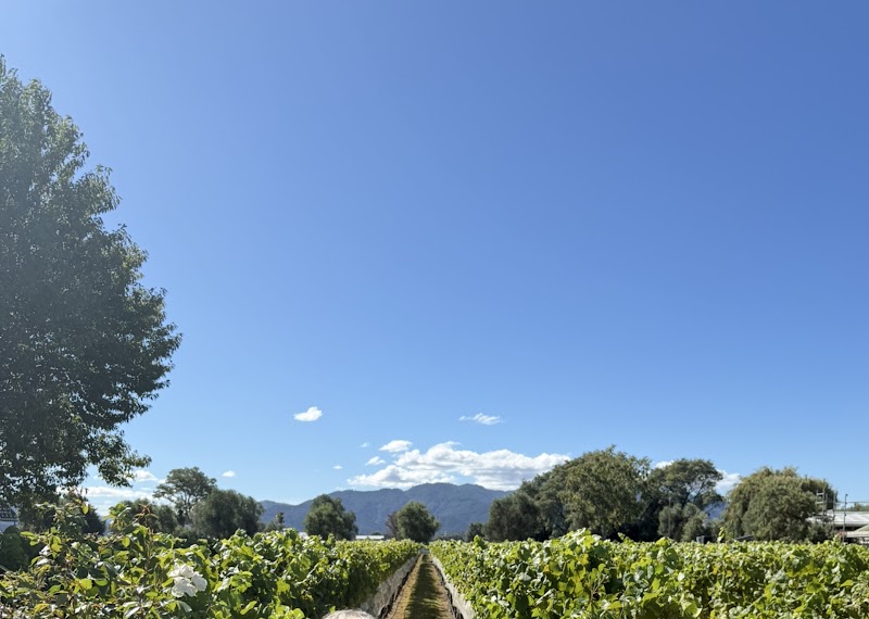 Discovery Wine Tours - Marlborough, Blenheim, Havelock, Picton, Renwick - Discovery Wine Tours - Marlborough, Blenheim, Havelock, Picton, Renwick, 8 Sinclair Street, Mayfield, Blenheim 7178, New Zealand