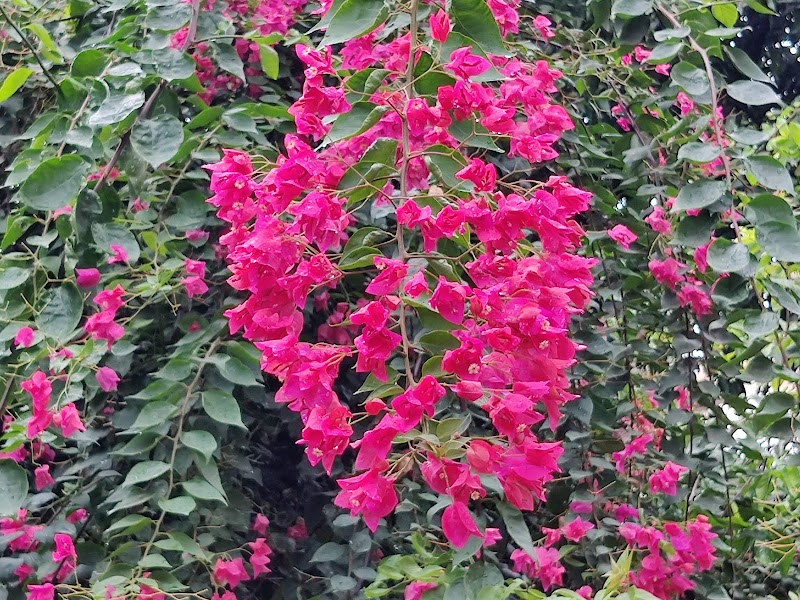 Pali Mala Road - Pali Mala Road, Pali Mala Rd, Mumbai, Maharashtra 400050, India