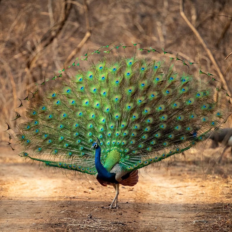 Sariska Tiger Reserve - Sariska Tiger Reserve Rajasthan, India