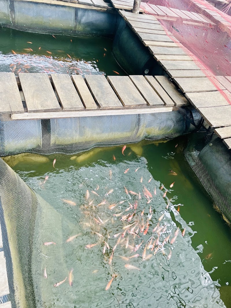Madu River Safari මාදු ගඟේ බෝට් සෆාරි - Madu River Safari මාදු ගඟේ බෝට් සෆාරි, Near the Bridge, No.193/5 Galle Rd, Balapitiya 80550, Sri Lanka