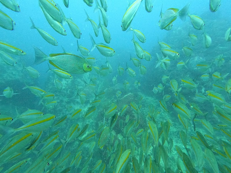 The Dive Academy - The Dive Academy, 157, 15, Tambon Bo Put, Amphoe Ko Samui, Chang Wat Surat Thani 84320, Thailand