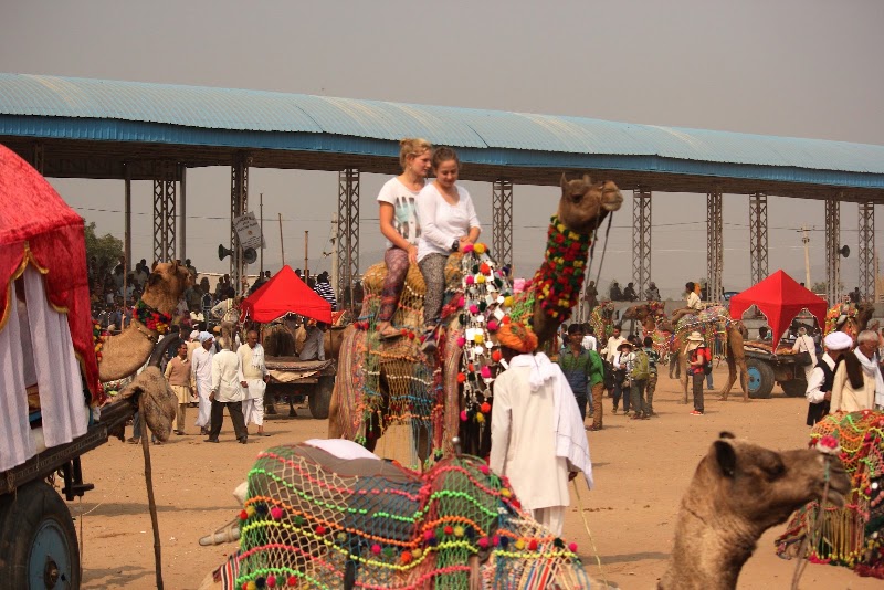 Pushkar Cattle Fair - Pushkar Cattle Fair, Mela Ground, Pushkar, Rajasthan 305022, India