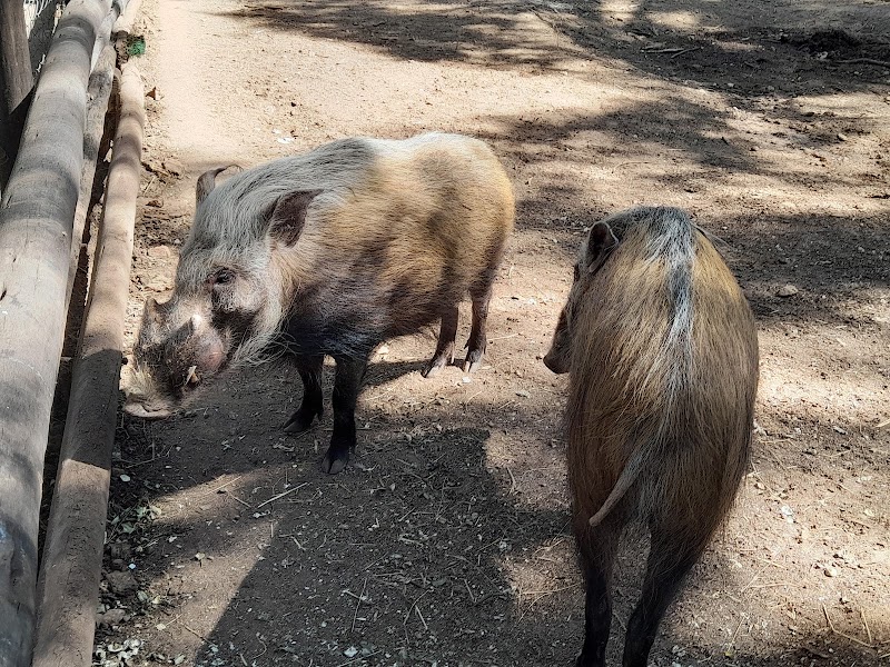 Chipangali Wildlife Orphanage - Chipangali Wildlife Orphanage, gwanda road, Bushtick, Zimbabwe