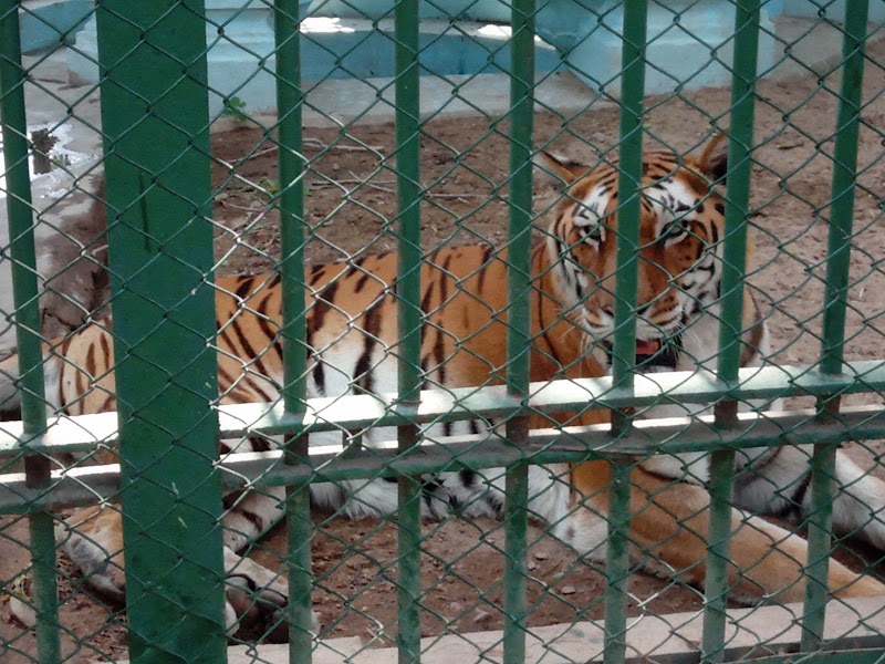 Kota Zoological Park - Kota Zoological Park Abhera Palace, Nanta Road, Chatra Vilas Garden, Nayapura, Kota, Rajasthan 323021, India