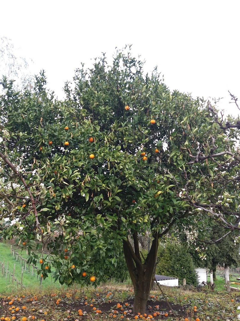 Quinta da Calçada - Quinta da Calçada Melgaço, Portugal