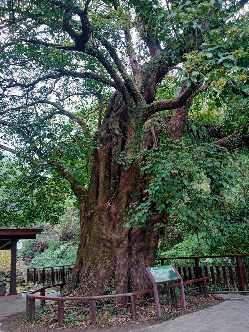 Longzaiwei Trail - Longzaiwei Trail 603, Taiwan, Chiayi County, Meishan Township, 太和巃仔尾步道