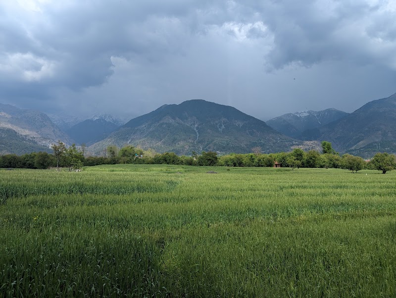 Dhouladhar Tea Garden - Dhouladhar Tea Garden, 682X+2HM, Dharamsala Rd, Dari, Gabli Dar, Hodal, Himachal Pradesh 176215, India