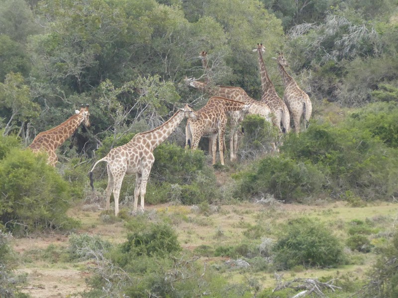 Schotia Safaris Private Game Reserve - Schotia Safaris Private Game Reserve, N 10 and Addo Heights, Ncanarha, 6130, South Africa
