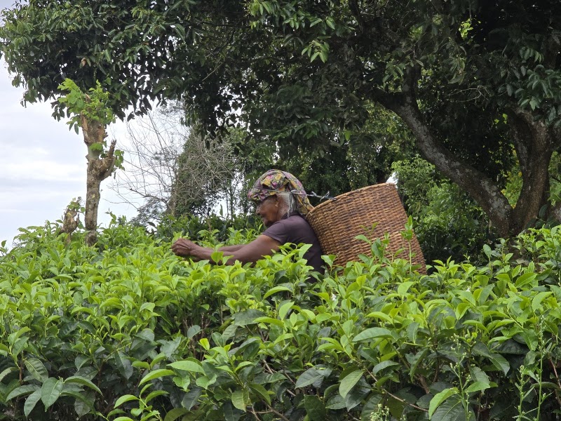 Handunugoda Tea Estate - Handunugoda Tea Estate Handunugoda Rd, Ahangama, Sri Lanka
