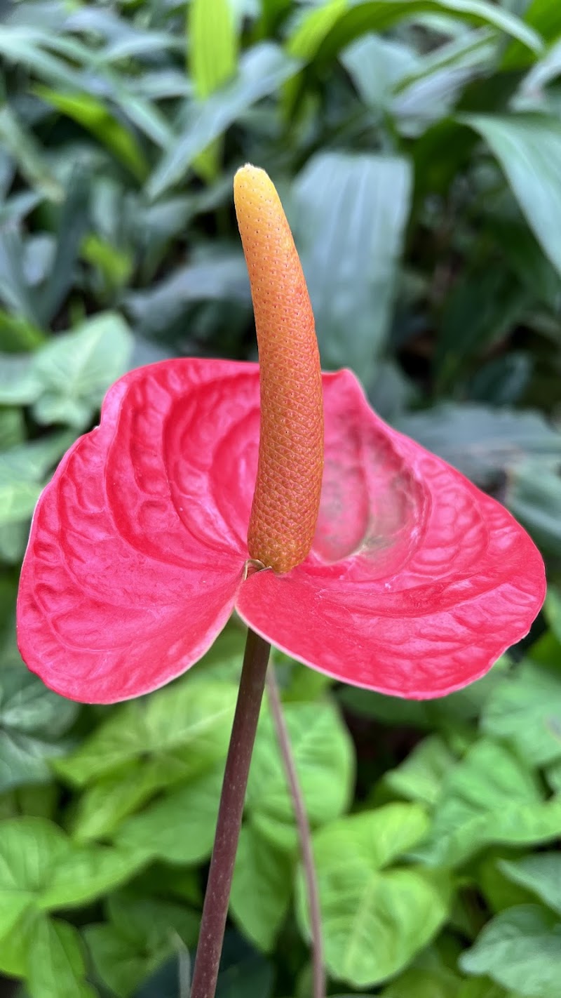 Kaziranga National Orchid and Biodiversity Park - Kaziranga National Orchid and Biodiversity Park NH NO 37, Hatikhuli T.E., Durgapur, Assam 785609, India