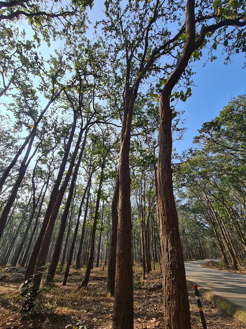 Saal and pine forest