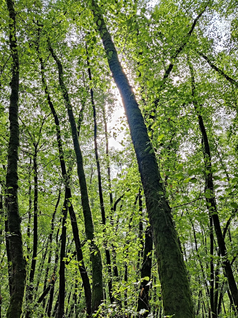 Gisoum Forest - Gisoum Forest, Gilan Province, Rasht, -talesh road,، M2CM+PQX, Iran