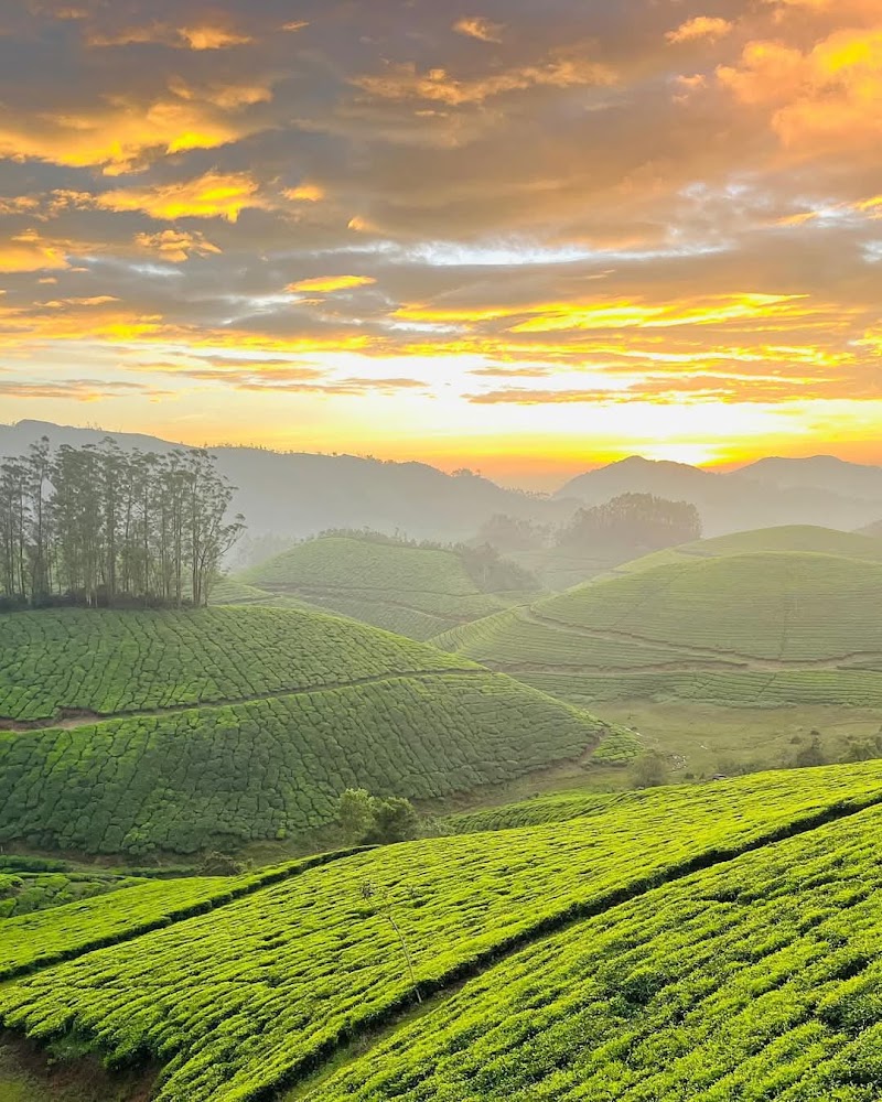 Munnar Explore the South India Kashmir, Kannan Devan - Munnar Explore the South India Kashmir, Kannan Devan 493,Near workshop recreation club, Highrange club road, Munnar685612 Taxi stand, Munnar - Udumalpet Rd, Nullatanni, Munnar, Kerala 685612, India