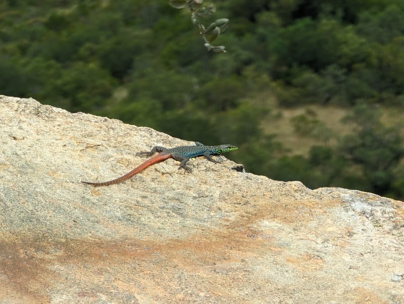 Three Rondavels, Blyde River Canyon - Three Rondavels, Blyde River Canyon, R532, Matibidi, South Africa