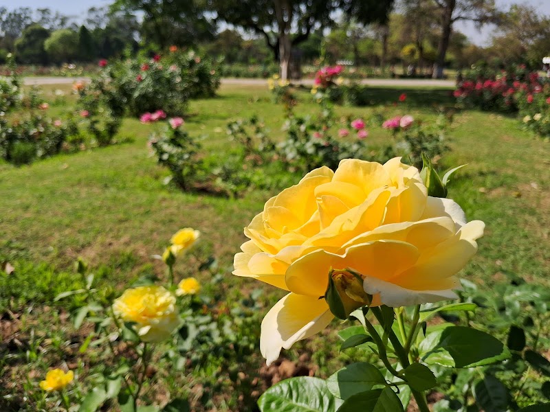 Zakir Hussain Rose Garden - Zakir Hussain Rose Garden Jan Marg, 16B, Sector 16, Chandigarh, 160015, India