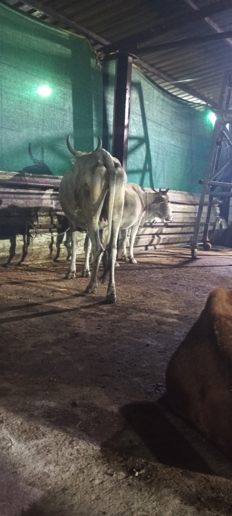 Gau Amrit Gaushala - Gau Amrit Gaushala, QV89+GC, Bandhabahal, Darlipali, Odisha 768211, India