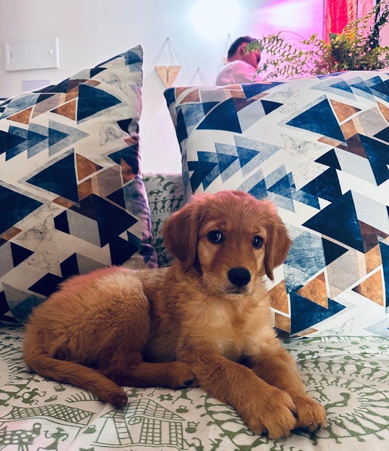 Dogs For Sale Bangalore (Dogs Paradise) - Dogs For Sale Bangalore (Dogs Paradise) 23, 5th Cross, Narayanappa Block, Anjenappa Block, Benson Town, Bengaluru, Karnataka 560046, India