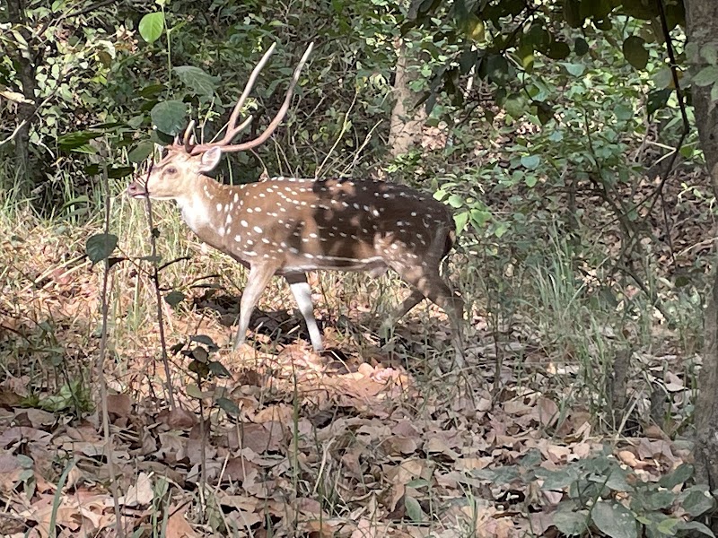 Rajaji National Park Safari Booking Office - Rajaji National Park Safari Booking Office, Near Cheela Dam, Haridwar- Rishikesh, Cheela Dam - Rishikesh Rd, Cheela Colony, Uttarakhand 249306, India