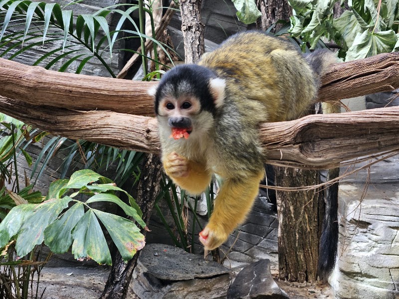 Dählhölzli - Dählhölzli Tierparkweg 3, 3005 Bern, Switzerland