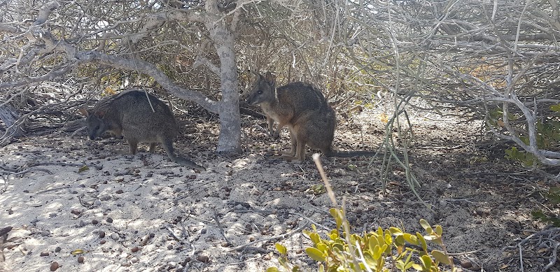 Abrolhos Islands - Abrolhos Islands, Houtman Abrolhos WA 6530, Australia