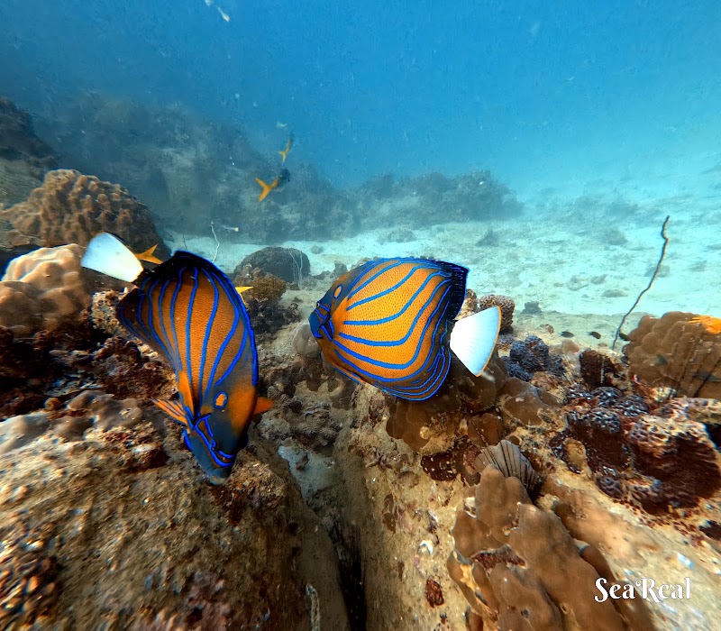 Pura Vida Diving - Pura Vida Diving, 9/24, ตำบล เกาะเต่า Koh Tao, สุราษฎร์ธานี 84360, Thailand