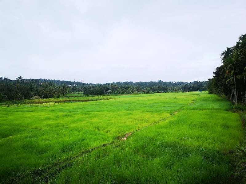 Nenmeni - Nenmeni, Keralam, India