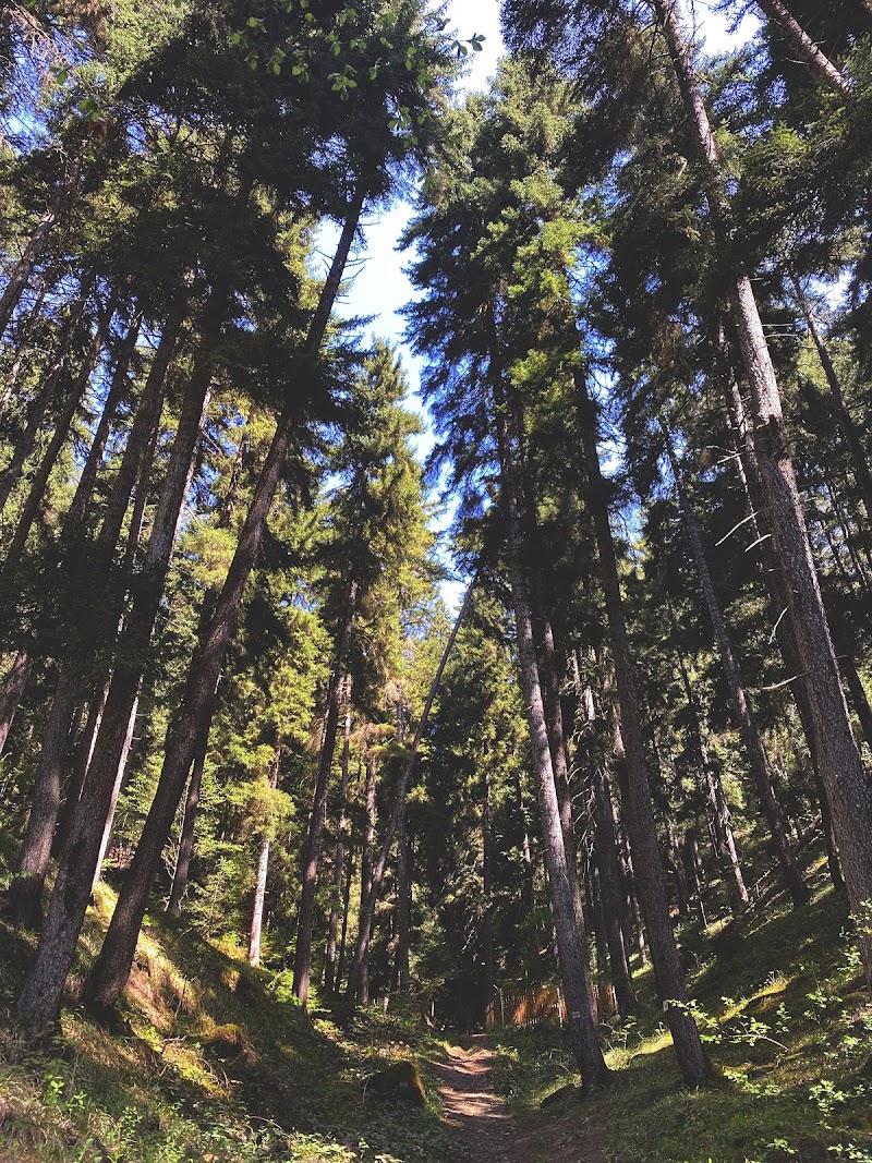 Borjomi & Kharagauli National Park - Borjomi & Kharagauli National Park, V66F+3JV, Kvabiskhevi, Georgia